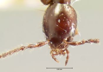 Media type: image;   Entomology 33456 Aspect: head frontal view